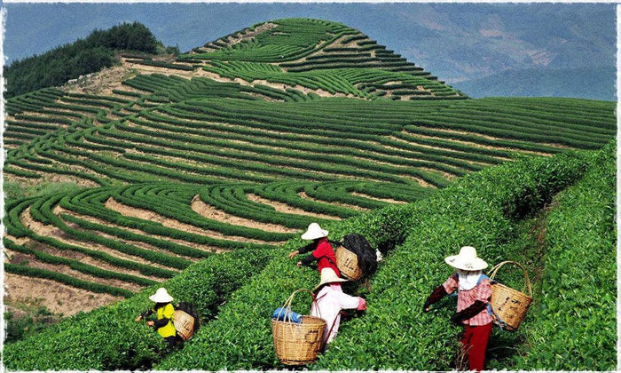 Origen único de Yunnan